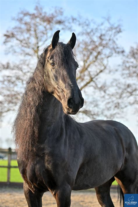 Verkoop van topkwaliteit Friese paarden over de hele wereld.